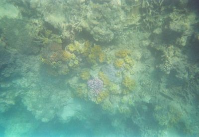 Great Barrier Reef - Green Island

