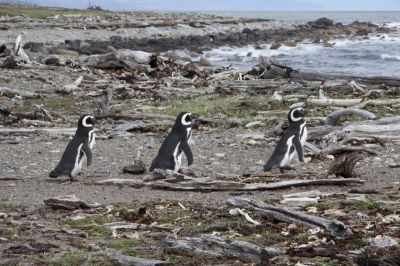 Pinguine in Punta Arenas
