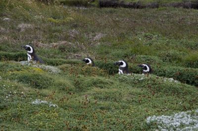 Pinguine in Punta Arenas
