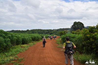 Dschungelwanderung und Elefantenritt
