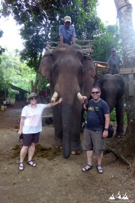 Dschungelwanderung und Elefantenritt
