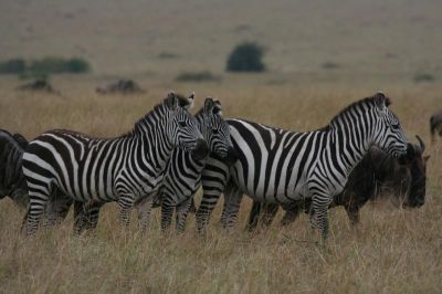 Masai Mara National Reserve
