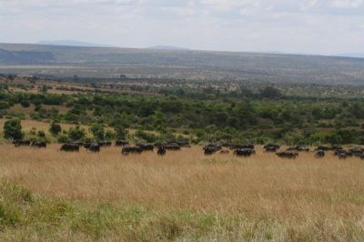 Masai Mara National Reserve
