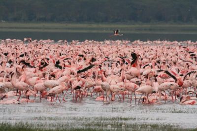Lake Nakuru N.P. 
