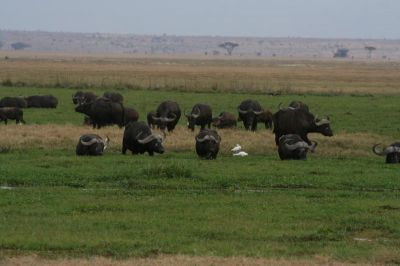 Amboseli N.P.
