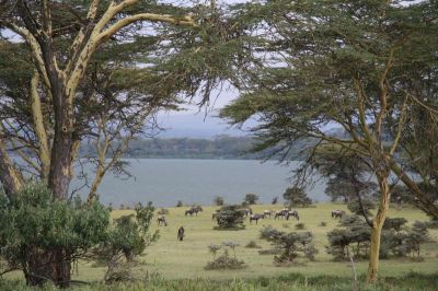 Lake Naivasha
