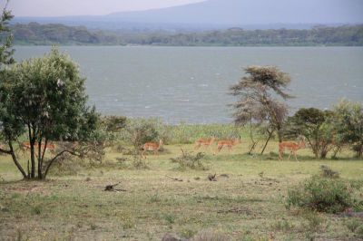 Lake Naivasha
