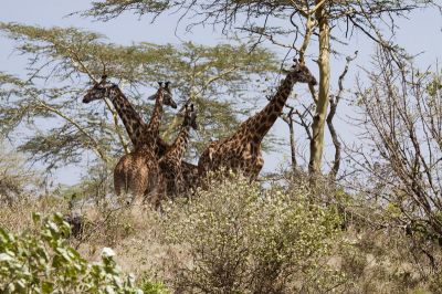 Safari im Arusha Nationalpark
