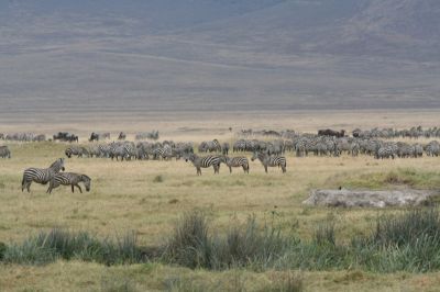 Ngorongoro Krater
