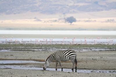 Ngorongoro Krater
