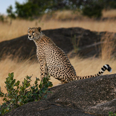Tansania 2006 - Unterwegs in der Serengeti