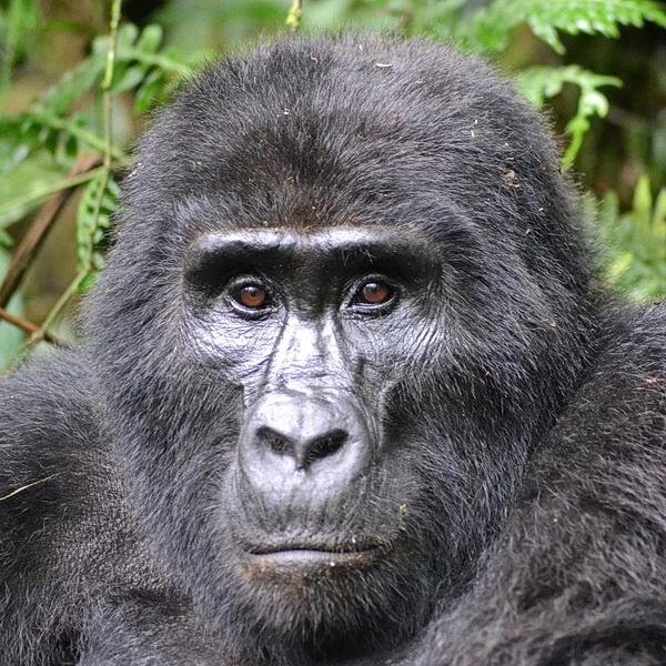 Uganda 2024 - Zu den Berggorillas