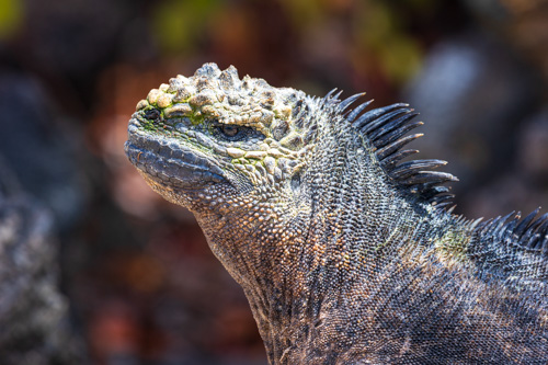 Ecuador & Galapagos 2025 - Vulkanwelten & Tierparadies